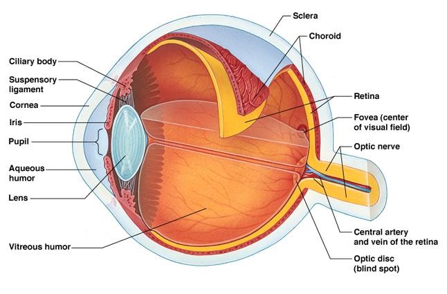 Anatomy of the Eye - Retina-Vitreous Surgeons of CNY